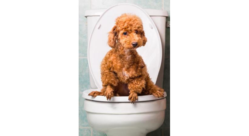 La solution? Des WC sur la voie publique pour les petits pipis de chiens... GETTY IMAGES/THAM KC 