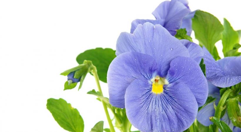  GETTY IMAGES/PETRDLOUHY