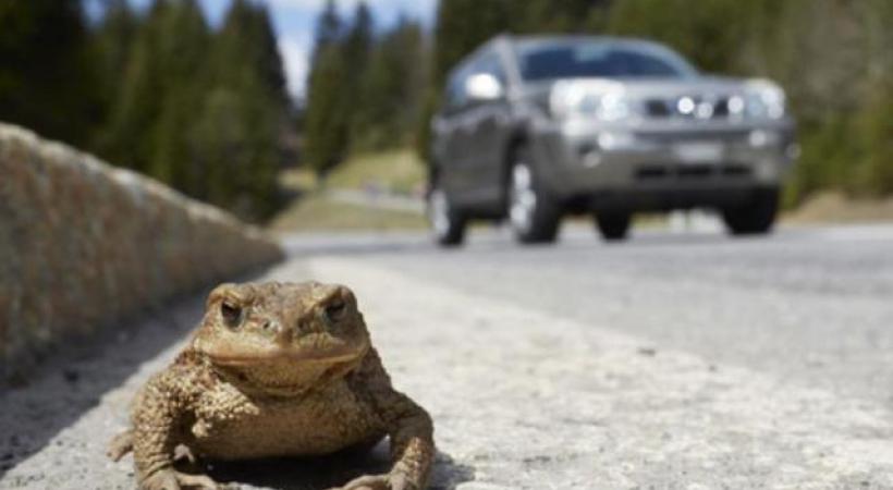Grenouilles et crapauds seront mieux protégés. DR 