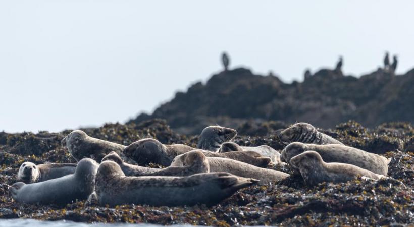 Phoques gris de l’archipel de Molène, à deux pas d’Ouessant. CRTB - EMMANUEL BERTHIER Ondine Morin Le Pape conte Ouessant  aux touristes de passage. DR Phare de la Jument. CRTB – YANNICK LE GALL 