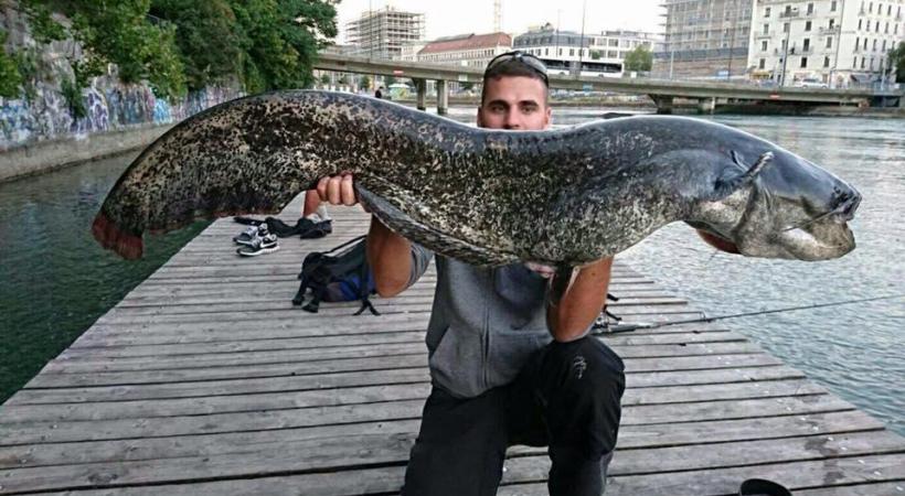 L’apparition de silures dans le Rhône  est récente. CAPTURE D’éCRAN FACEBOOK 