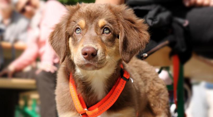 Eduquer son chien, dès son plus jeune âge. PIXABAY.COM/TANIA VDB 