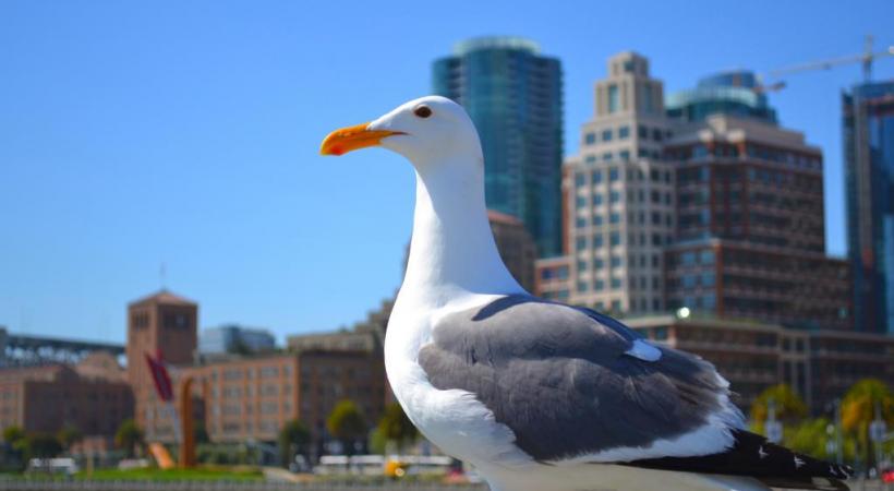 Rencontre avec… Jonathan Livingston! DR 