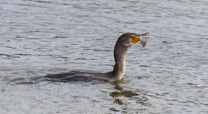 «Les cormorans bouffent nos truites et nos ombres», dénoncent les pêcheurs genevois. GETTY IMAGES/PCHOUI 