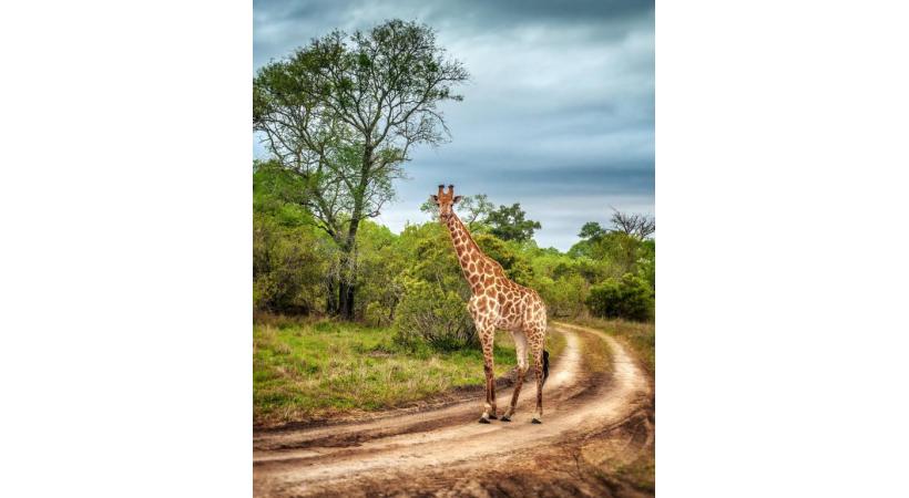 Immergé ou presque dans la nature sauvage. CROISIEUROPE