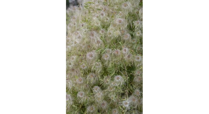 Au Jardin botanique, un riche patrimoine floral à (re)découvrir. VILLE DE GENèVE Légende. VILLE DE GENèVE 
