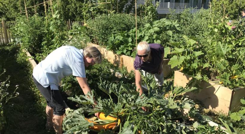 Les plantations collectives et écologiques de Saint-Jean. PHOTOS FRANCIS HALLER 