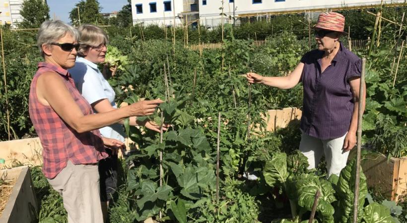Les plantations collectives et écologiques de Saint-Jean. PHOTOS FRANCIS HALLER 
