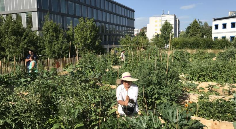 Les plantations collectives et écologiques de Saint-Jean. PHOTOS FRANCIS HALLER 