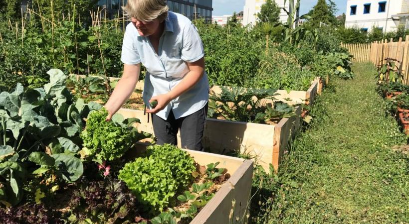 Les plantations collectives et écologiques de Saint-Jean. PHOTOS FRANCIS HALLER 