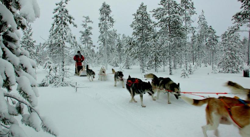 Les chiens d’attelage adorent s’ébrouer en pleine nature. 