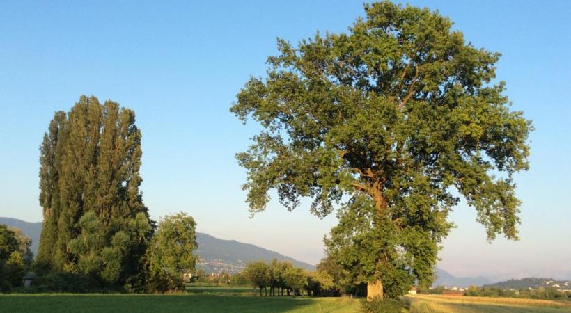 A côté de Champ-Dollon, des arbres, des jardins et des chalets voués à la disparition. F. HALLER 
