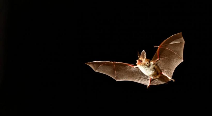 Des animations passionnantes pour les enfants sont proposées, pour apprendre à mieux connaître les petits chiroptères. PHILIPPE WAGNEUR/MHNG