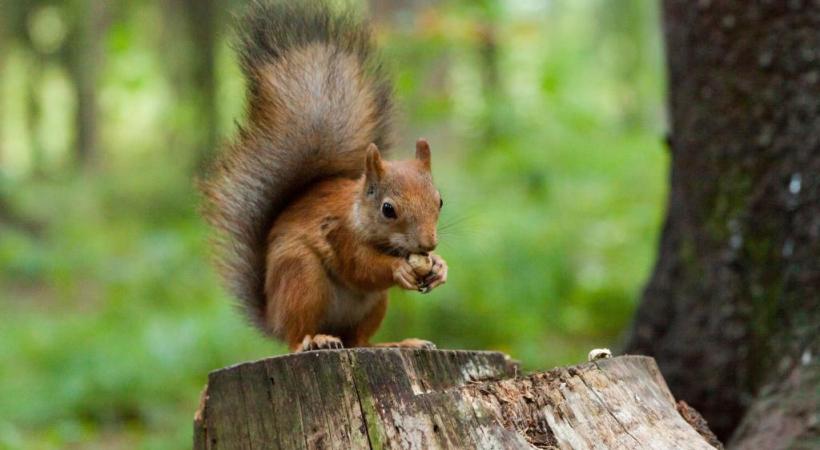  123RF/MARINA LESHCHEVA