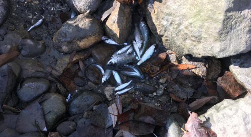 L’ouverture des vannes du barrage du Seujet est au centre de la polémique.  Les lâchers d’eau massifs sont en effet mortels pour la faune piscicole. SIG/DR 