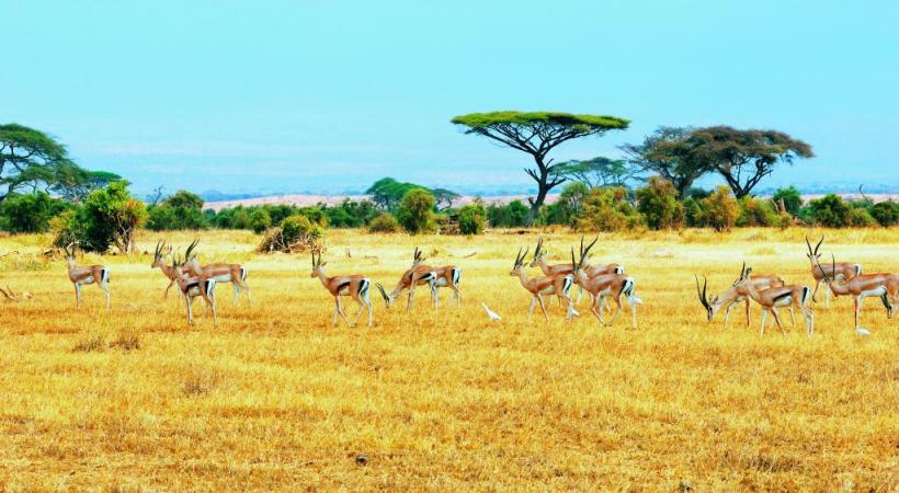 Les antilopes, au milieu de la mythique savane africaine. 