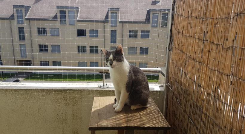 Dans un immeuble de Bellevue, cette installation est considérée comme un «objet hétéroclite» inesthétique». DR 