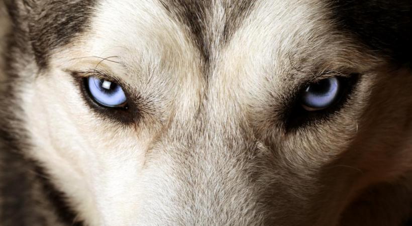 Le chien supplicié était un husky. PHOTO PRETEXTE 123RF/SBELOV 
