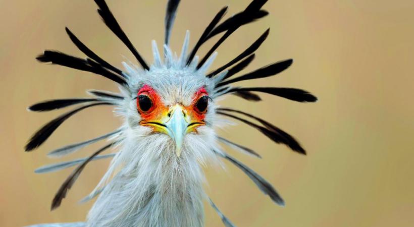 Vol de grues royales. Y. THONNERIEUX  Un maki catta,  de la famille  des lémuriens. JEZZ BENNETH Dans la volière des loris. Y. THONNERIEUX 