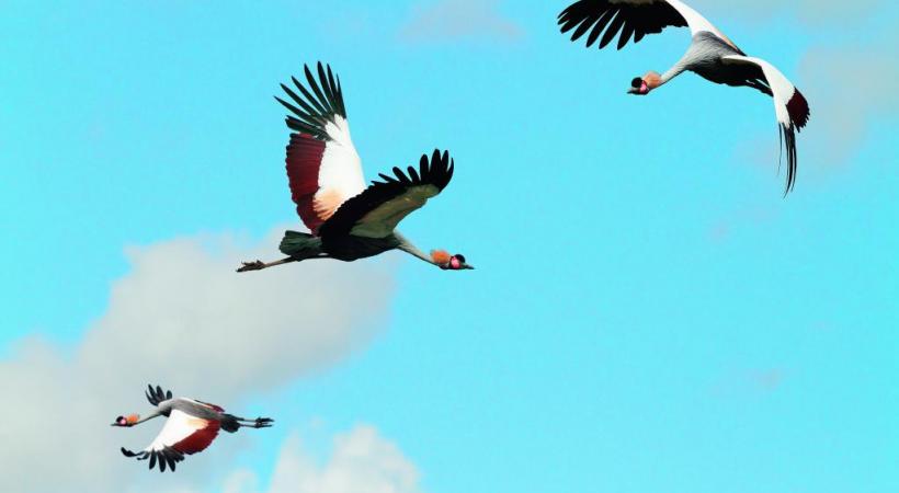 Vol de grues royales. Y. THONNERIEUX  