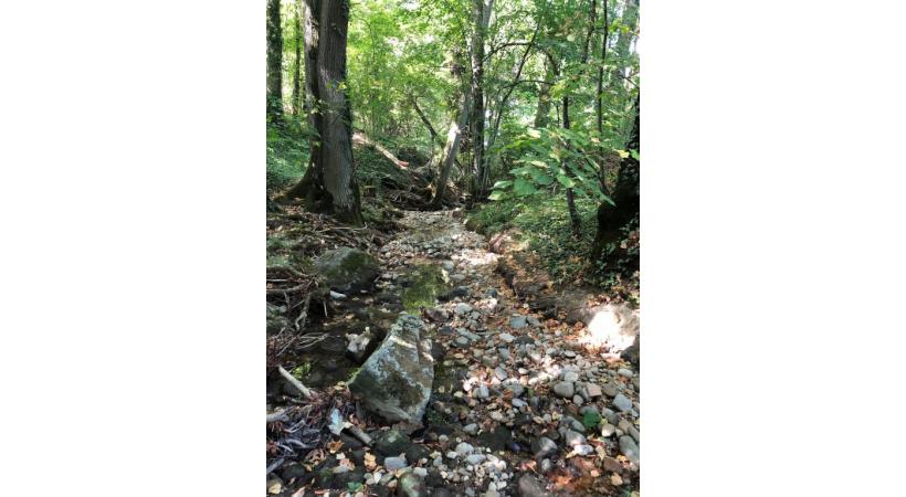 La Drize à Troinex est complètement asséchée. Elle était la rivière la plus productive  pour la pêche à la truite. DR