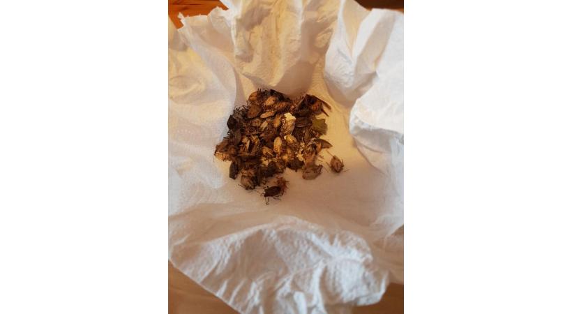 Des punaises marbrées retrouvées sur un balcon aux Charmilles. DR