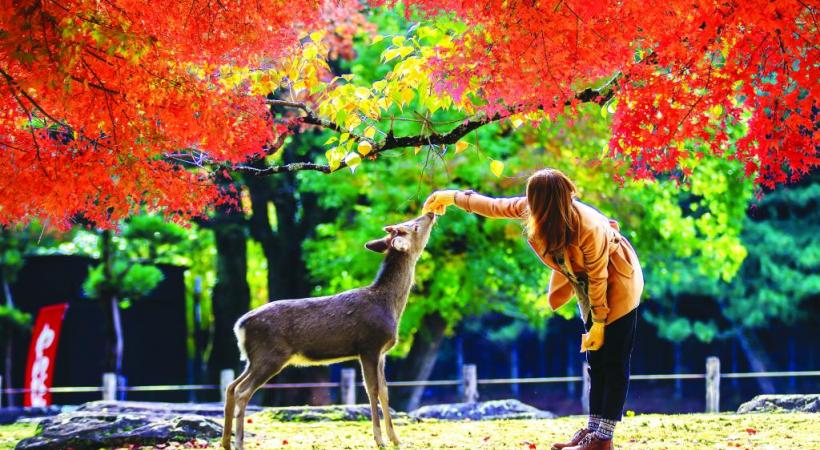 Le cerf Sika, dont un millier gambade à Nara, est une race de cervidés provenant de l’Asie du nord-est. 123RF/CHIH HSIEN HANG