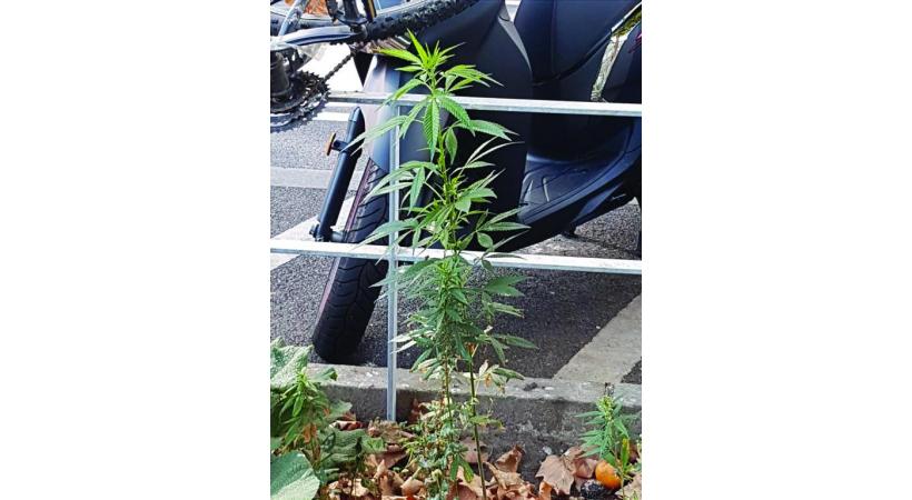 Drôle de découverte à Rive devant des places destinées aux deux-roues. DR