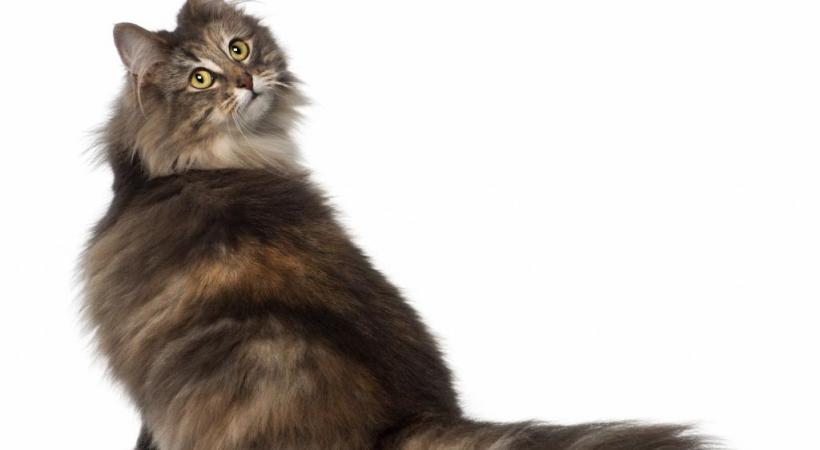 Au moins 1000 chats  sont attendus pour  ce rendez-vous unique  en Europe. 123RF/ERIX ISSELEN