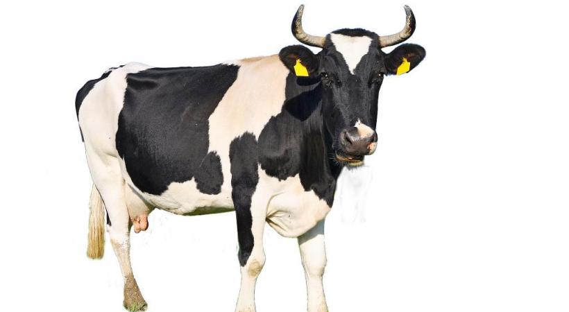 Faut-il réduire le nombre d’éleveurs pratiquant l’écornage? 123RF/SHVADCHAK VASYL