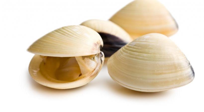 Haricots blancs aux palourdes