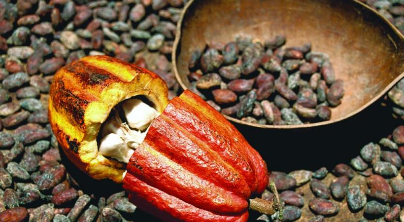 La cabosse contient entre 15 à 40 fèves de cacao. 