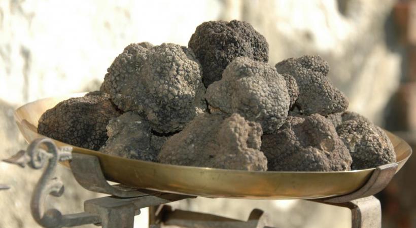 Le climat et le sol suisses conviennent très bien à la culture de la truffe. PéPINIèRE DE GENOLIER