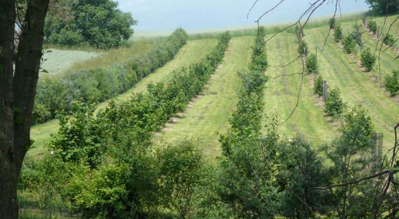 Le climat et le sol suisses conviennent très bien à la culture de la truffe. PéPINIèRE DE GENOLIER