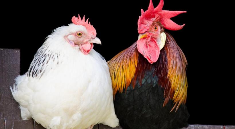 Ça va caqueter sur la place de Sardaigne! 123RF/ ROBLAN 