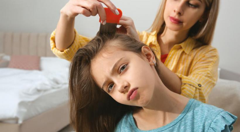 Le secret pour se débarrasser de ces hôtes indésirables: un peigne spécifique et de la patience.