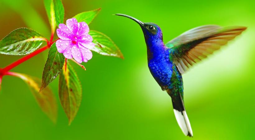 Monteverde et ses balades au-dessus de la canopée, sur les ponts suspendus. 
