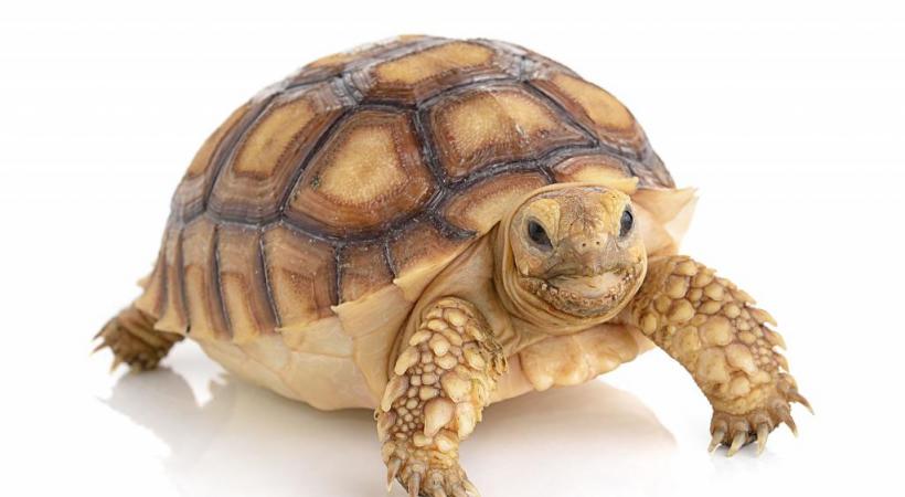 123RF/SOMMAI LARKJIT 