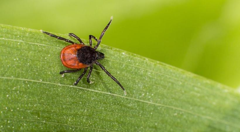 Avec la reprise des activités estivales, comme les randonnées en montagne, les risques de se faire piquer sont très élevés. 123RF/ERIK KARITS