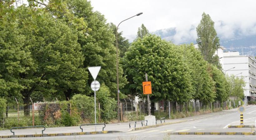 Les tilleuls de la caserne des Vernets vivent leurs dernières semaines. En médaillon, Serge devant ses ruches. CHRISTIAN BONZON