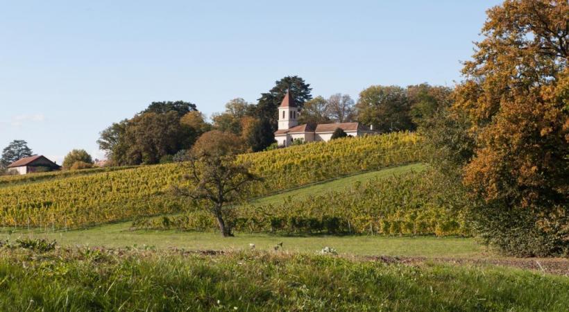 Un itinéraire à la découverte des vignobles de la rive gauche du lac (ici Choulex  et son église). SUISSEMOBILE