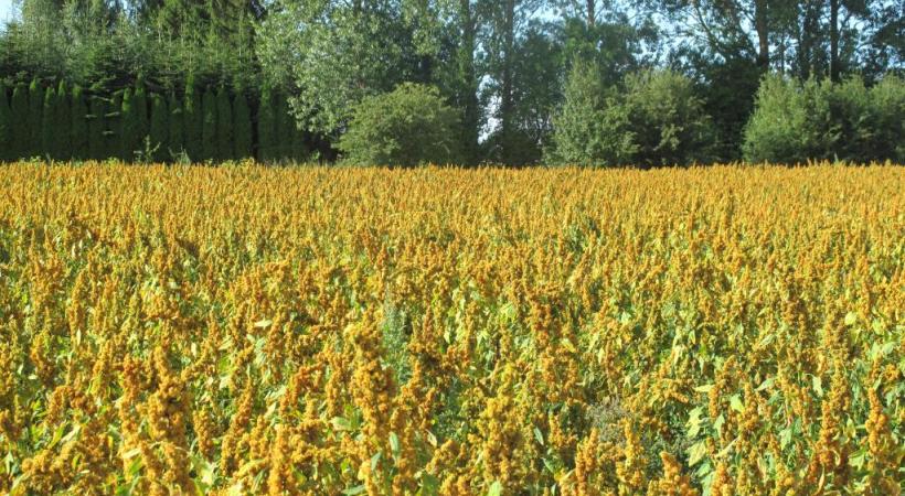 La «graine d’or» a le vent en poupe. DR