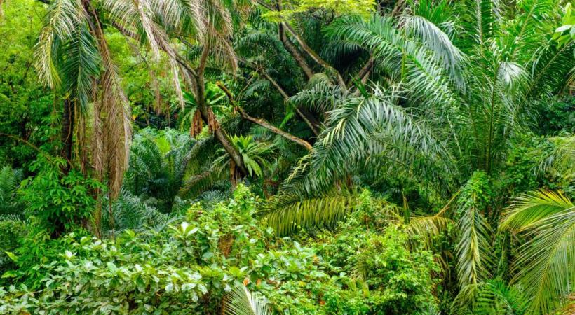 La jungle, thème d’une cuvée nouvelle prometteuse. 123RF/NEJRON