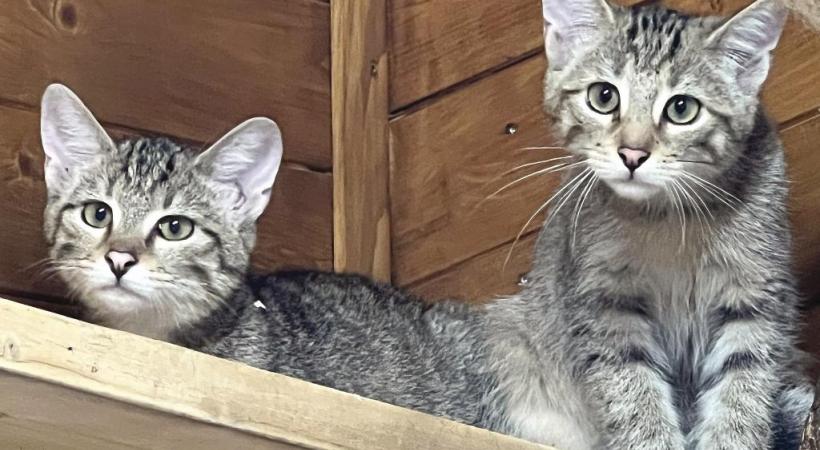 Neko et Isis vont rester au Bioparc. Impossible de relâcher des chats de sang mêlé. 