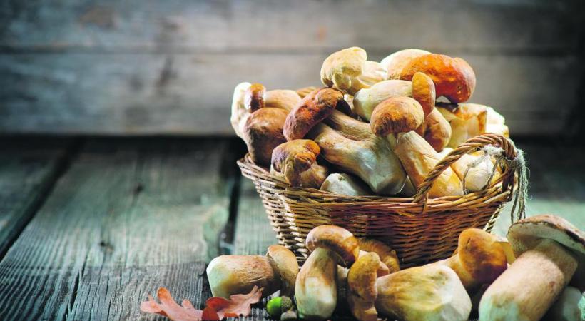 123RF/MAURO PEZZOTTA