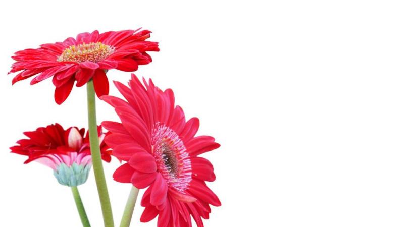 123RF/RATCHANIDA THIPPAYOS