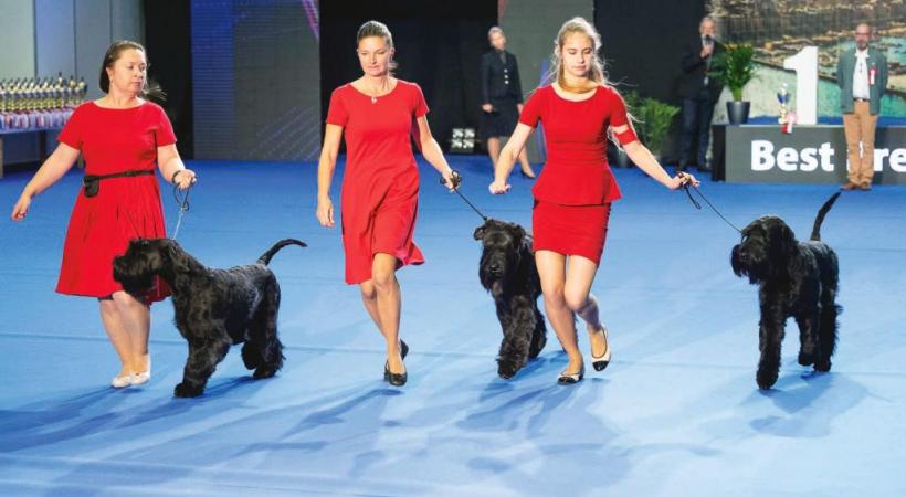 Les plus beaux représentants de la gent canine défileront sur le podium. TOMEK GOLA