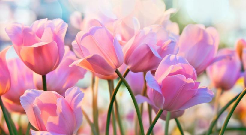 123RF/TATIANA BELOVA 