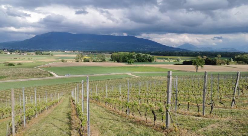 La vue splendide sur les ceps et les Voirons. Sans les nuages, le Mont-Blanc est visible. MP