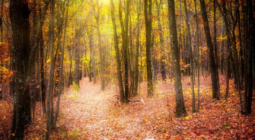 En raison du changement climatique, les feuilles mortes jouent les prolongations. TR